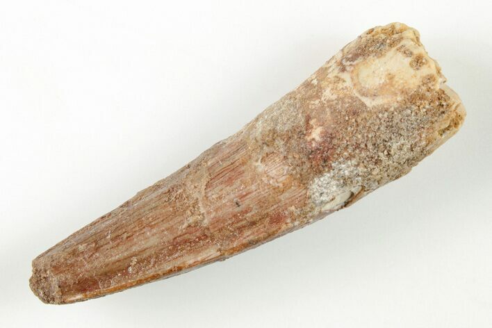 1.6" Spinosaurus Tooth - Real Dinosaur Tooth